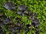 Peltigera praetextata-7.jpg